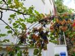 Prestigious listed villa in the villa district - 8-10 rooms, living & working on 270 sqm, garden - Laubengang