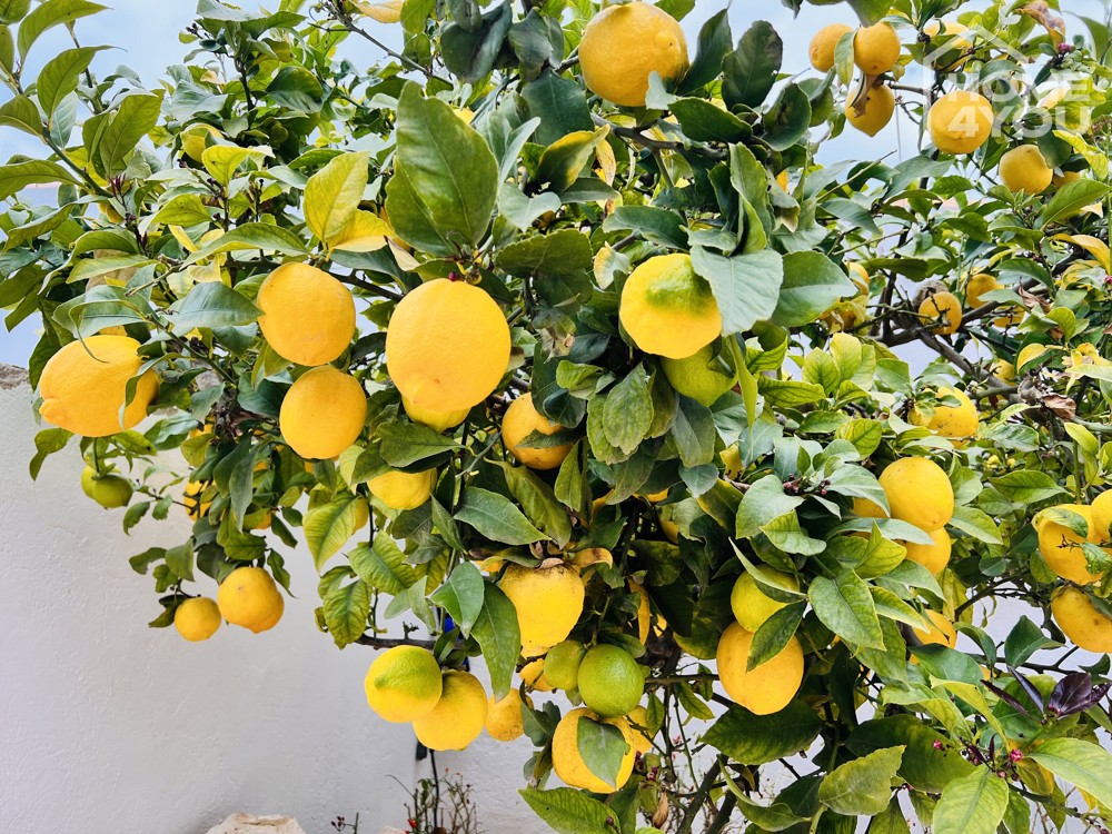 Zitronenbaum im Garten