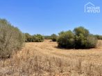 Top building plot in exclusive location of Ses Salines, 21.000sqm, close to the beach, water, electricity & wells - Grundstück